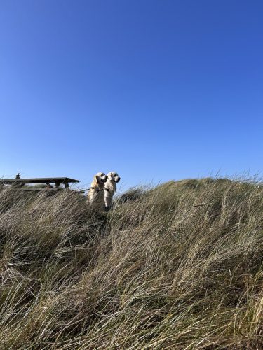 daenemark_Strandhaus-Rylereden_59