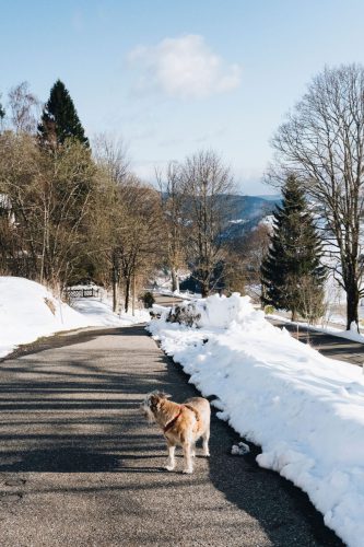 schwarzwald_104