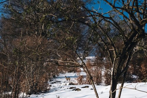 schwarzwald_107