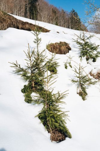 schwarzwald_112