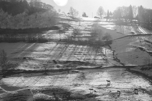 schwarzwald_146